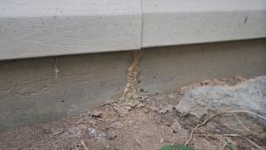 expert termite companies